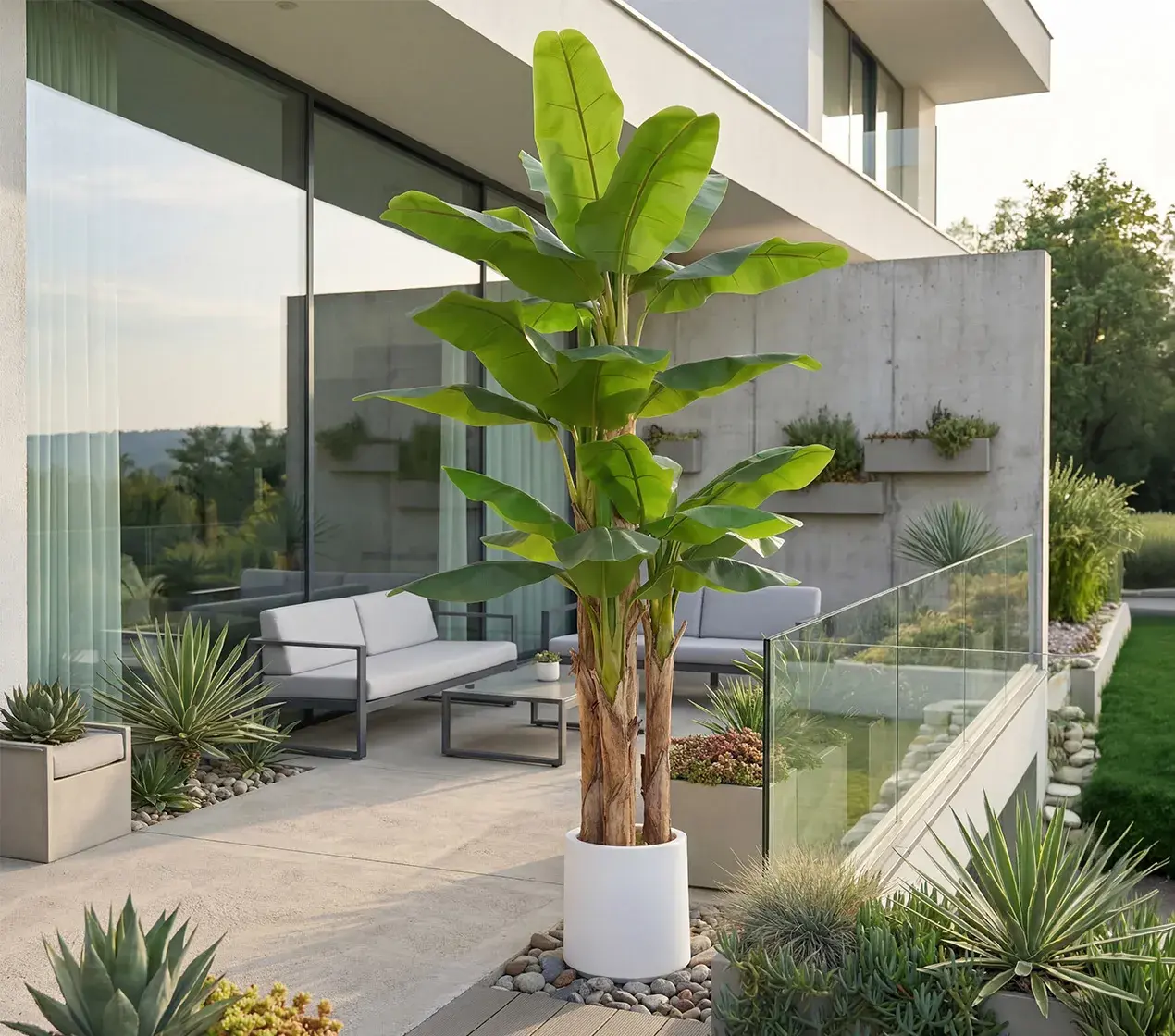 planta