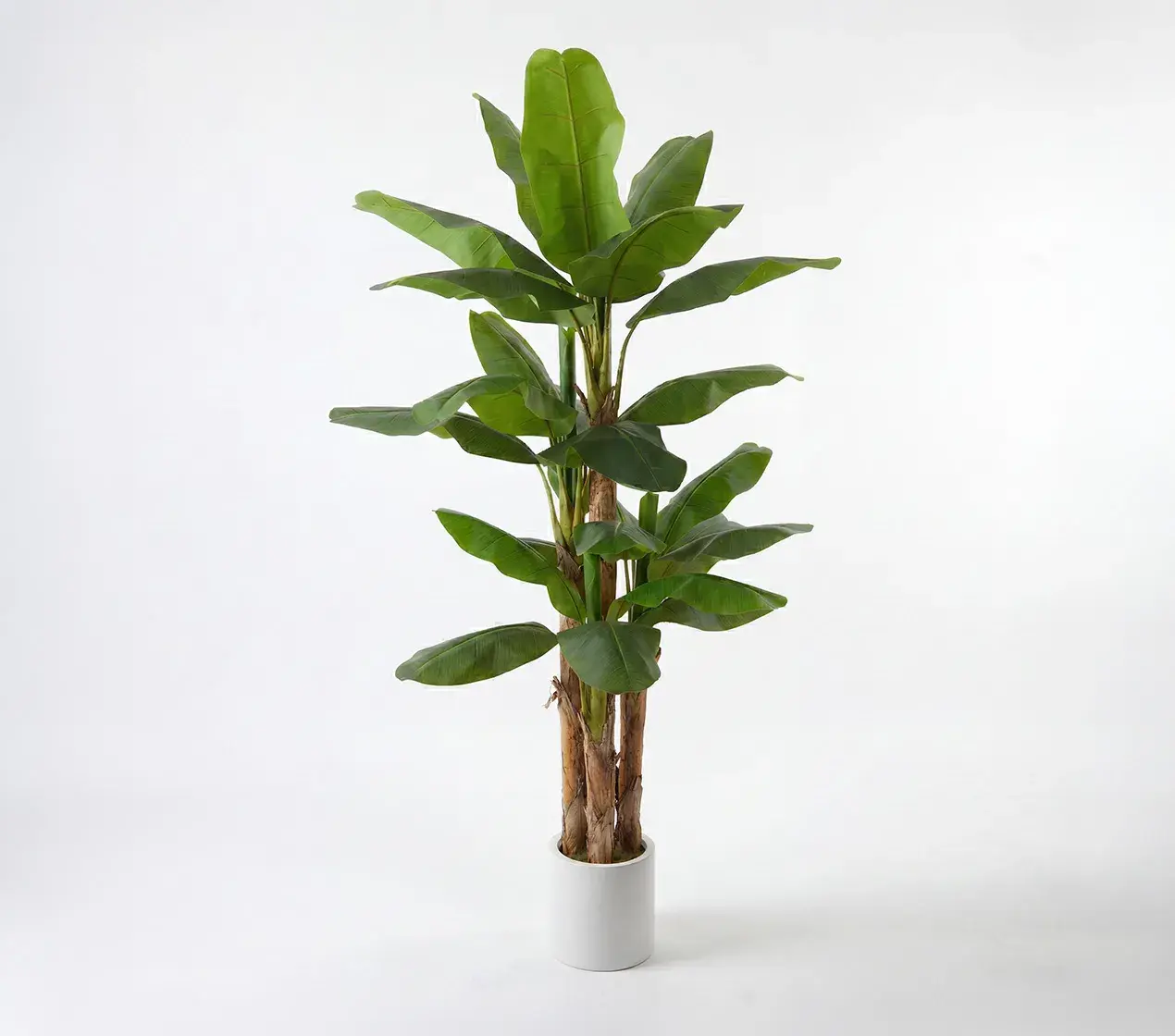 planta