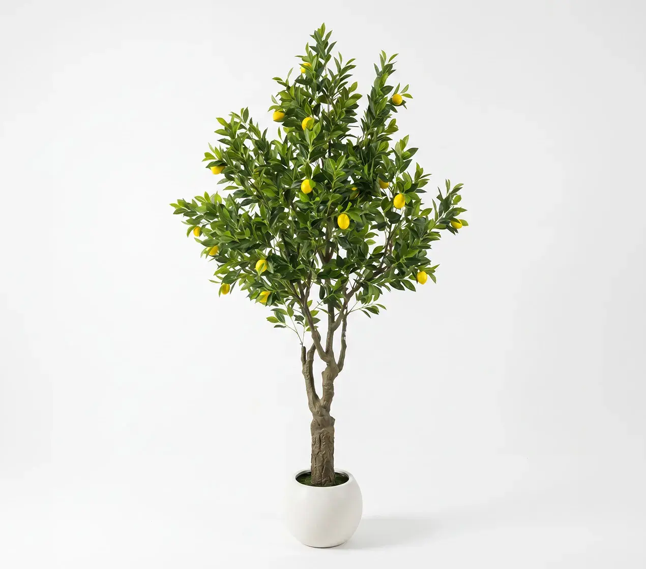planta
