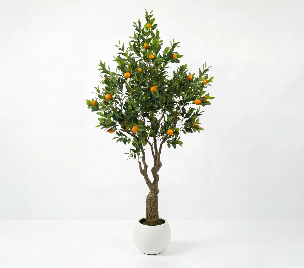 planta