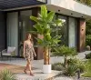 planta