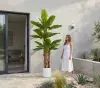 planta
