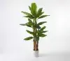 planta