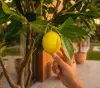 planta