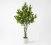 planta