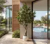 planta