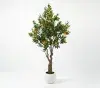 planta